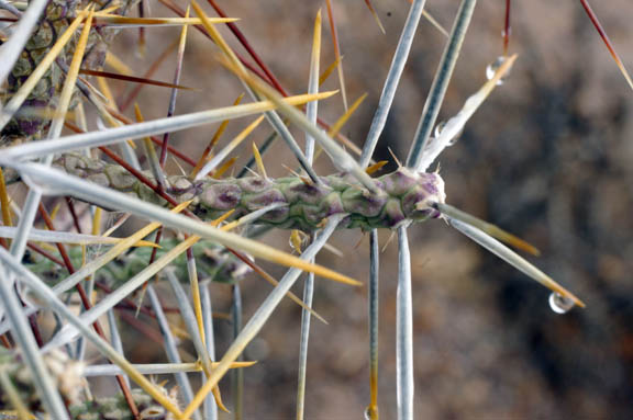  Cylindropuntia ramosissima